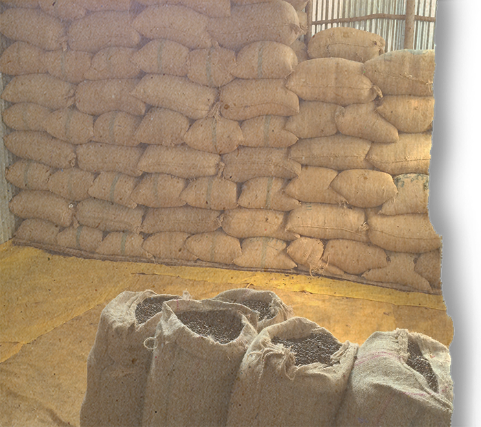 Ethiopian Guji Shakiso, Gr 1