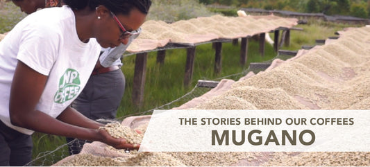 Introducing Burundi Mugano ... Our Latest Good As Gold Coffee
