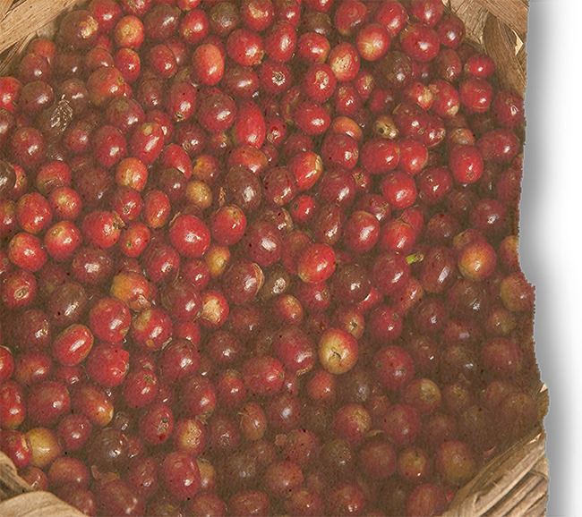 Panama Boquete - Casa Ruiz