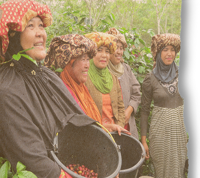 Sumatra Kokowagayo