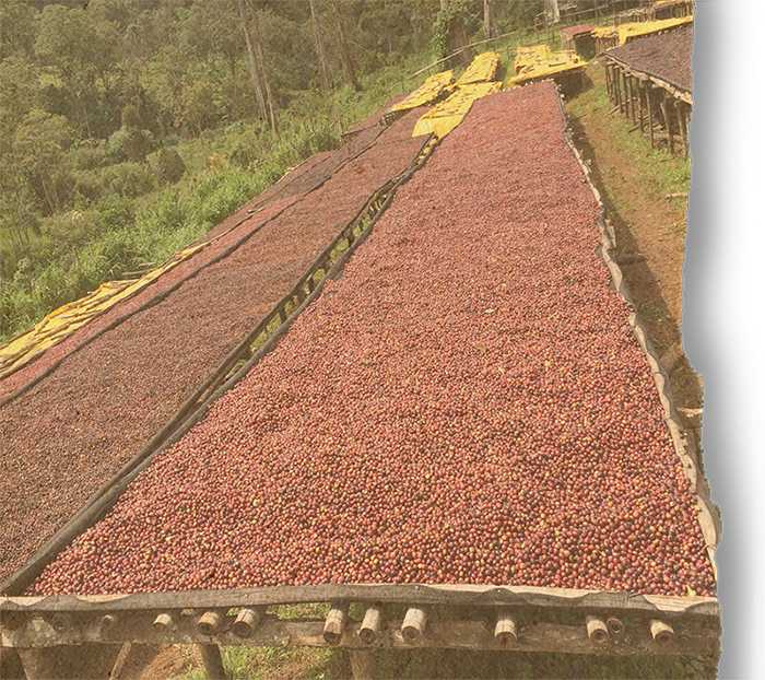 Ethiopian Guji Shakiso, Gr 1