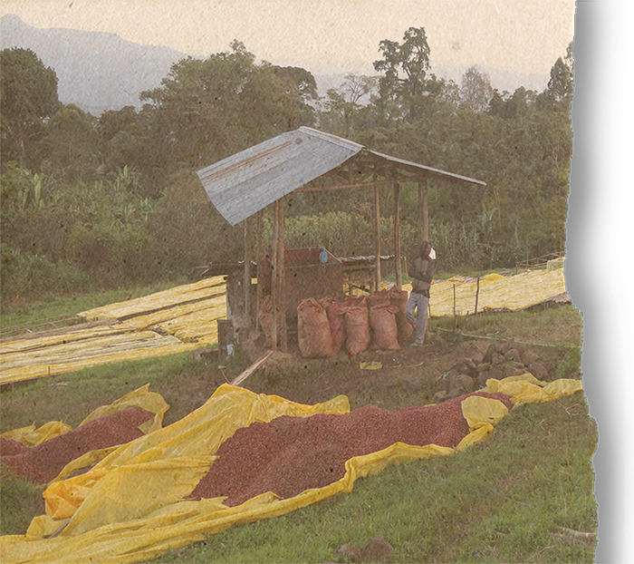 Ethiopian Guji Shakiso, Gr 1