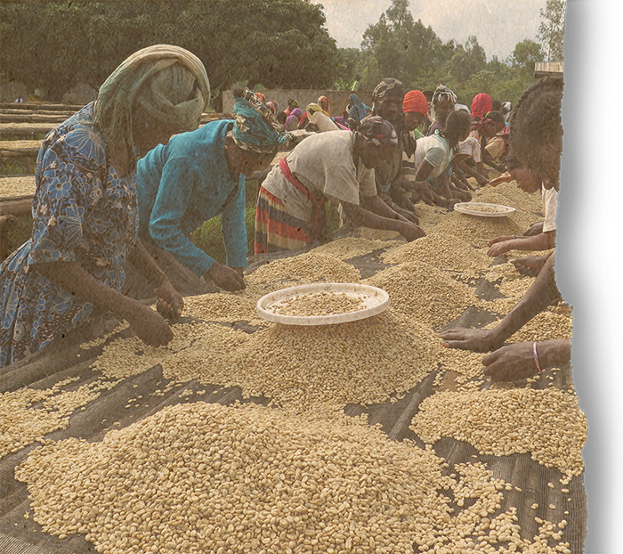 Ethiopian Guji Shakiso, Gr 1