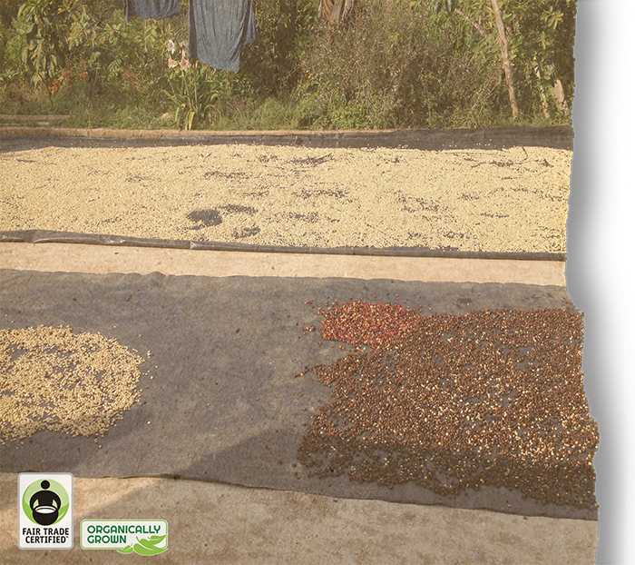 FTO Guatemala Codech