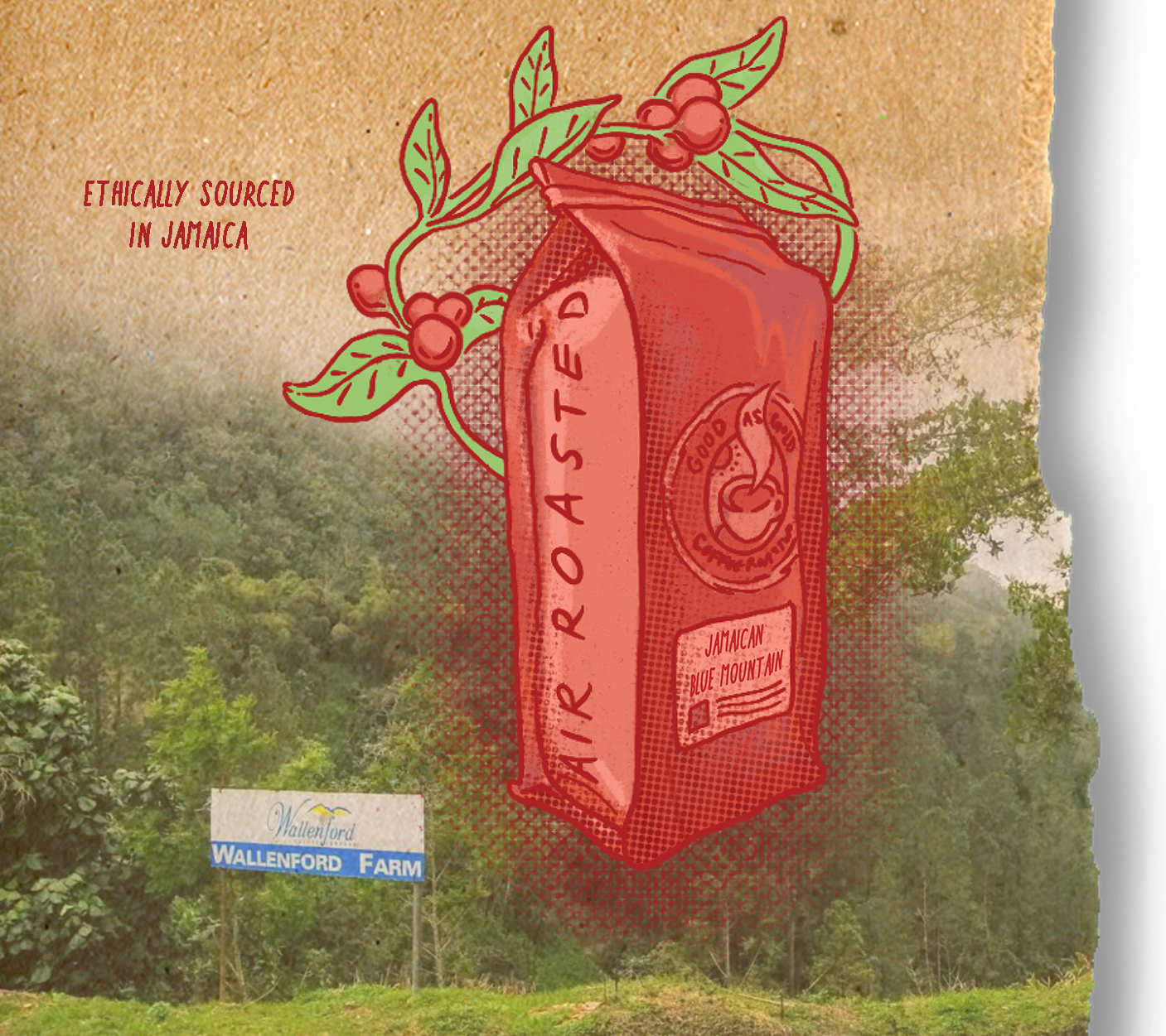 Jamaica Blue Mountain - Wallenford Estate